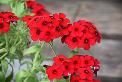 21st Century Crimson Phlox (Phlox dummondii '21st Century Crimson') at Lakeshore Garden Centres