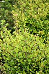 Dwarf Walter's Viburnum (Viburnum obovatum 'Densa') at Lakeshore Garden Centres