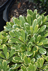 Mojo Dwarf Mock Orange (Pittosporum tobira 'CNI Three') at Lakeshore Garden Centres