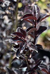 Black Diamond Purely Purple Crapemyrtle (Lagerstroemia indica 'Black Diamond Purely Purple') at Lakeshore Garden Centres