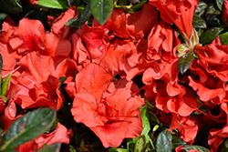 Encore Autumn Embers Azalea (Rhododendron 'Conleb') at Lakeshore Garden Centres