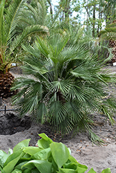 Mediterranean Fan Palm (Chamaerops humilis) at Golden Acre Home & Garden