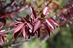 St. Luke's Plum (Prunus cerasifera 'St. Luke's') at Lakeshore Garden Centres