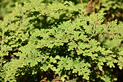Braun's Spikemoss (Selaginella braunii) at Lakeshore Garden Centres