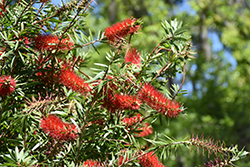 MacArthur Bottlebrush (Callistemon viminalis 'LC01') at Lakeshore Garden Centres