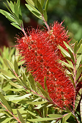 MacArthur Bottlebrush (Callistemon viminalis 'LC01') at Lakeshore Garden Centres