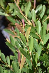 Cinnamon Girl Evergreen Distylium (Distylium 'PIIDIST-V') at Lakeshore Garden Centres