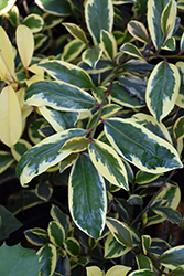 Romeo Cleyera (Cleyera japonica 'Variegata') at Lakeshore Garden Centres