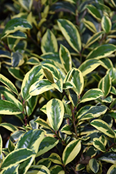 Romeo Cleyera (Cleyera japonica 'Variegata') at Lakeshore Garden Centres
