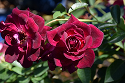 Burgundy Iceberg Rose (Rosa 'Burgundy Iceberg') at Lakeshore Garden Centres