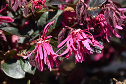 Suzanne Chinese Fringeflower (Loropetalum chinense 'Suzanne') at Lakeshore Garden Centres