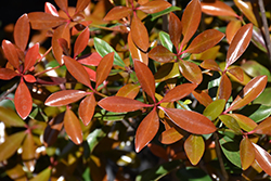 LeAnn Cleyera (Ternstroemia gymnanthera 'Contherann') at Lakeshore Garden Centres
