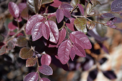 Cerise Charm Fringeflower (Loropetalum chinense 'Kurobijin') at Lakeshore Garden Centres