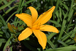 Aztec Gold Daylily (Hemerocallis 'Aztec Gold') at Lakeshore Garden Centres