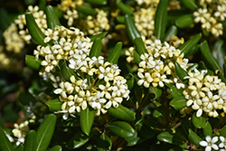 Japanese Mock Orange (Pittosporum tobira) at Lakeshore Garden Centres