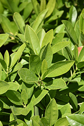 Yellow Anise Tree (Illicium parviflorum) at Lakeshore Garden Centres