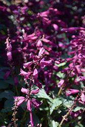 Saucy Wine Salvia (Salvia splendens 'Saucy Wine') at Lakeshore Garden Centres