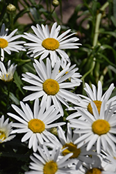 Lucille Grace Shasta Daisy (Leucanthemum x superbum 'Lucille Grace') at Lakeshore Garden Centres