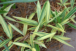 Albostriata Variegated Bamboo (Sasaella masamuneana 'Albostriata') at Lakeshore Garden Centres