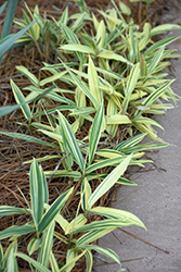 Albostriata Variegated Bamboo (Sasaella masamuneana 'Albostriata') at Lakeshore Garden Centres