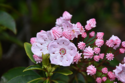 Tinkerbell Mountain Laurel (Kalmia latifolia 'Tinkerbell') at Lakeshore Garden Centres
