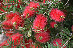Crimson Bottlebrush (Callistemon citrinus) at Lakeshore Garden Centres