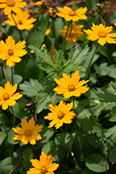 Autauga Gold Mouse-eared Tickseed (Coreopsis auriculata 'Autauga Gold') at Lakeshore Garden Centres