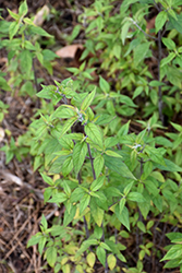 Whiteleaf Mountain Mint (Pycnanthemum albescens) at Lakeshore Garden Centres