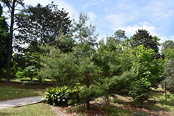 Montezuma Pine (Pinus montezumae) at Lakeshore Garden Centres