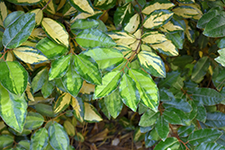 Eleador Silverberry (Elaeagnus x ebbingei 'Eleador') at Lakeshore Garden Centres