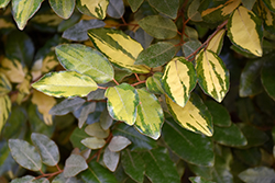 Eleador Silverberry (Elaeagnus x ebbingei 'Eleador') at Lakeshore Garden Centres