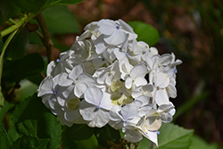Madame Emile Mouillere Hydrangea (Hydrangea macrophylla 'Madame Emile Mouillere') at Lakeshore Garden Centres