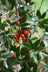 Scarlet's Peak Yaupon Holly (Ilex vomitoria 'Scarlet's Peak') at Lakeshore Garden Centres