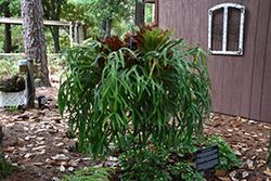 Staghorn Fern (Platycerium bifurcatum) at Golden Acre Home & Garden