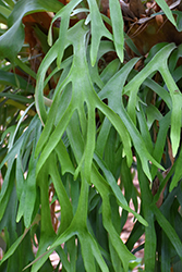 Staghorn Fern (Platycerium bifurcatum) at Golden Acre Home & Garden