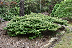 Oto Hime Japanese Maple (Acer palmatum 'Oto Hime') at Lakeshore Garden Centres