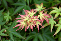 Oto Hime Japanese Maple (Acer palmatum 'Oto Hime') at Lakeshore Garden Centres