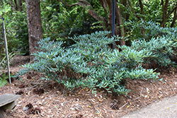 Evergreen Witch Hazel (Distylium chinense) at Lakeshore Garden Centres