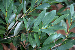 Evergreen Witch Hazel (Distylium chinense) at Lakeshore Garden Centres