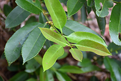 Lusterleaf Holly (Ilex latifolia) at Lakeshore Garden Centres