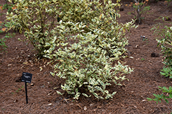 Variegated Gardenia (Gardenia jasminoides 'Variegata') at Lakeshore Garden Centres