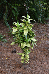 Marmorata Aucuba (Aucuba japonica 'Marmorata') at Lakeshore Garden Centres