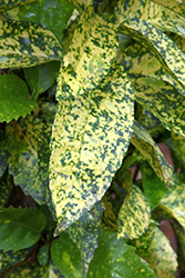 Marmorata Aucuba (Aucuba japonica 'Marmorata') at Lakeshore Garden Centres