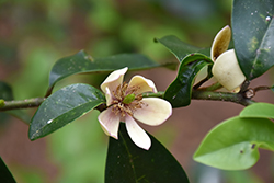 Hagiwari Everblooming Banana Shrub (Magnolia figo 'Hagiwari Everblooming') at Lakeshore Garden Centres