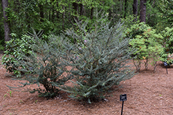 Party Princess False Holly (Osmanthus heterophyllus 'Kaori Hime') at Lakeshore Garden Centres