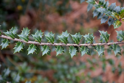 Party Princess False Holly (Osmanthus heterophyllus 'Kaori Hime') at Lakeshore Garden Centres