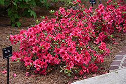Katherine Alison Azalea (Rhododendron 'Katherine Alison') at Lakeshore Garden Centres