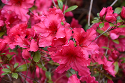 Katherine Alison Azalea (Rhododendron 'Katherine Alison') at Lakeshore Garden Centres