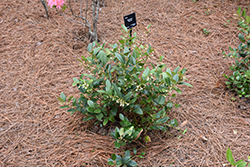 Margie Jenkins Fetterbush (Leucothoe axillaris 'Margie Jenkins') at Lakeshore Garden Centres