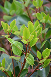 Evergreen Rose Hazel (Rhodoleia henryi) at Lakeshore Garden Centres